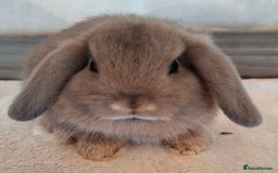 Mini Lop rabbits for sale: Mini lops - Image 7