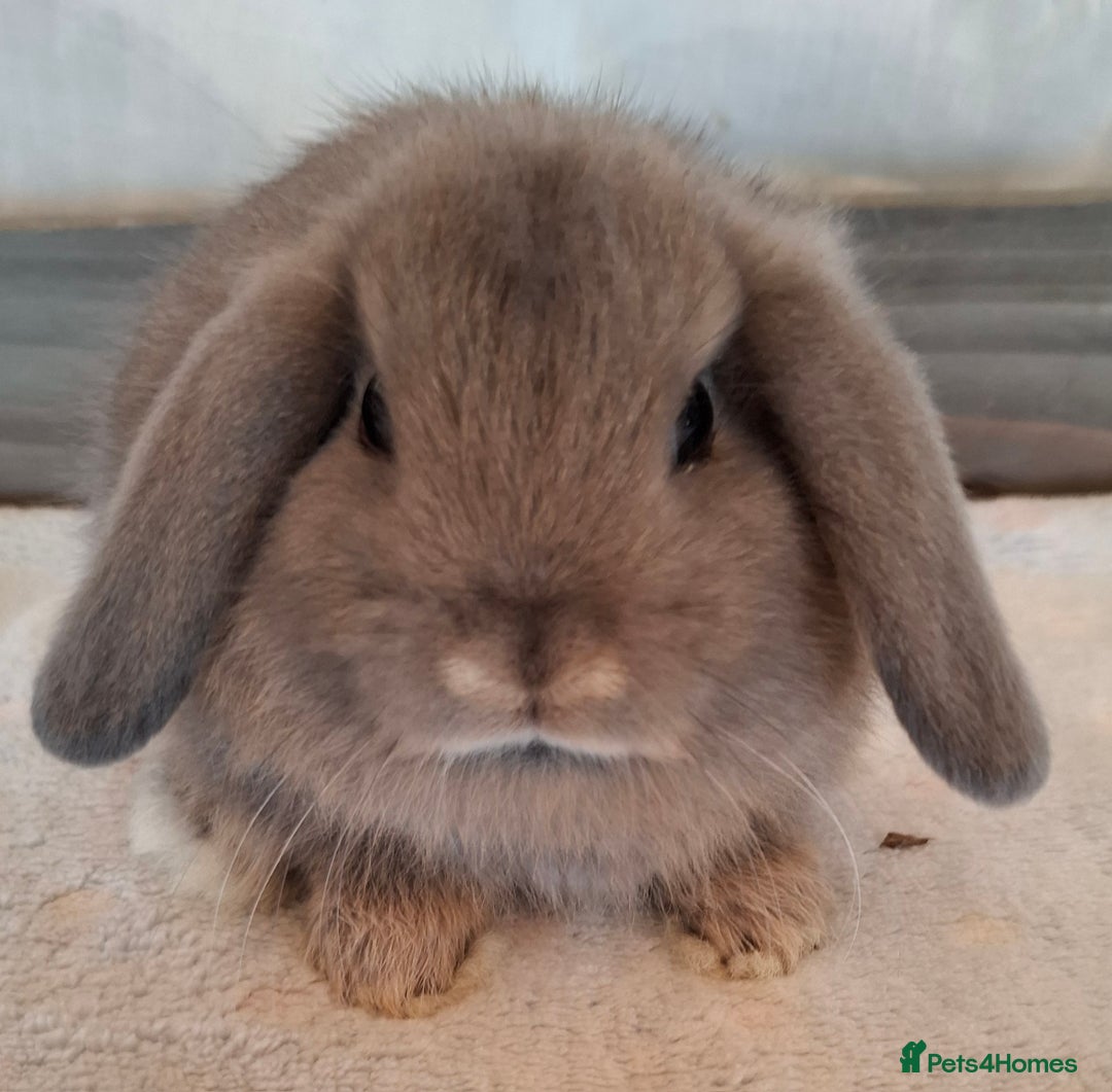 Mini Lop rabbits for sale: Mini lops - Image 7