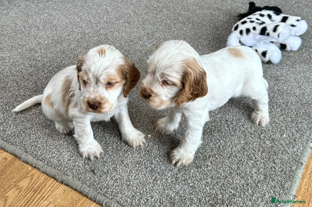 Cocker Spaniel dogs for sale: Stunning Orange roan boys - Advert 1