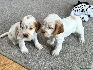 Cocker Spaniel dogs Stunning Orange roan boys - Advert 2