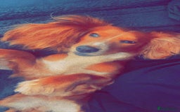 Mixed Breed dogs for sale: Docker puppy’s  - Image 13