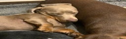 Miniature Dachshund dogs for stud: KC Reg Isabella & tan carrying long hair / pied in Welwyn - Advert 6