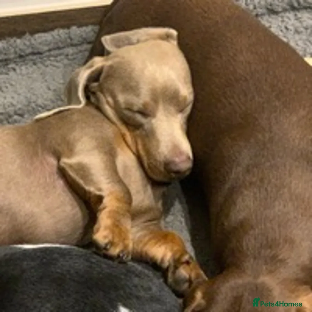 Miniature Dachshund dogs for stud: KC Reg Isabella & tan carrying long hair / pied in Welwyn - Advert 6