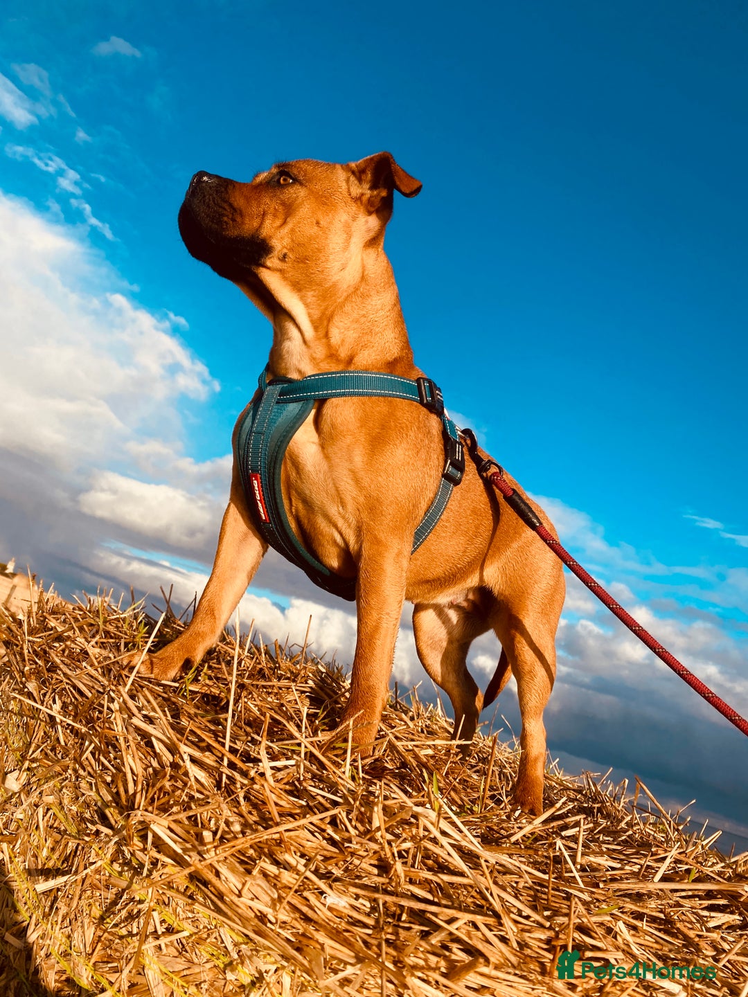 American Bull Staffy dogs for sale: Staffi X American Bulldog Pups - Image 6