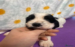 Cocker Spaniel dogs for sale: Beautiful show cocker spaniel babies - Image 4