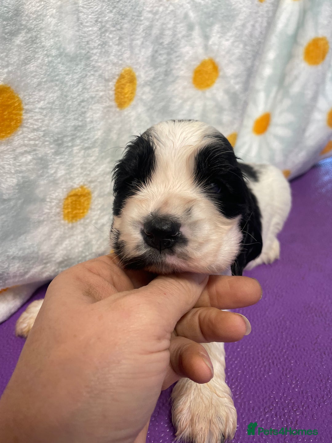 Cocker Spaniel dogs for sale: Beautiful show cocker spaniel babies - Image 4