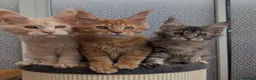 Maine Coon cats for sale: Stunning Tica registered Maine coons - Advert 12