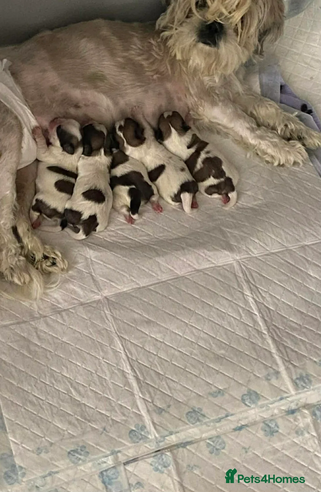 Malshi dogs for sale: 5 Mini Malshi Puppy For Sale in Leeds - Advert 2