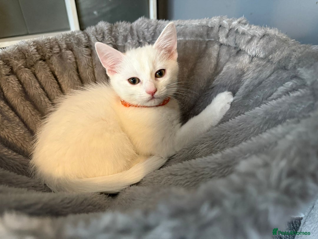 Turkish Angora cats for sale: Turkish Angora last 2 males left  - Image 7