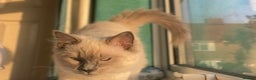 Mixed Breed cats for sale: Ragdoll mix girl needs new home - Advert 13