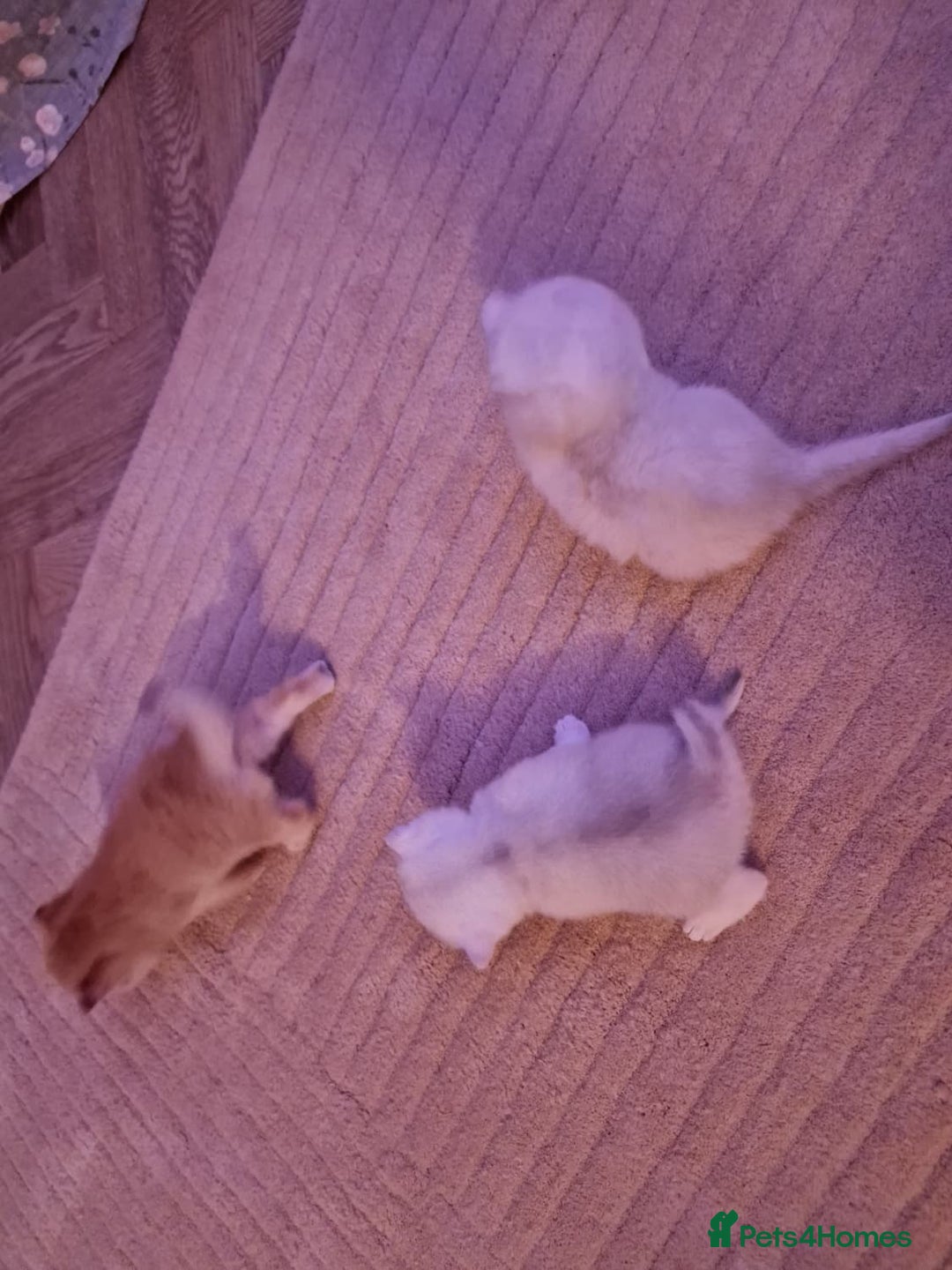 British Shorthair cats for sale: Rare Registered British Shorthair Chinchila Kitten - Image 11