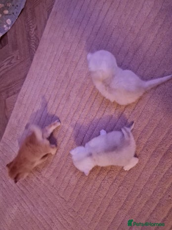 British Shorthair cats - Advert 14
