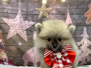 Pomeranian dogs 1 Boy left! Pomeranian Pups - Advert 2