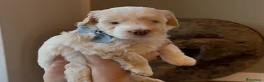 Cockapoo 2