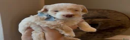 Cockapoo dogs for sale:  cockapoo litter f2 - Advert 36