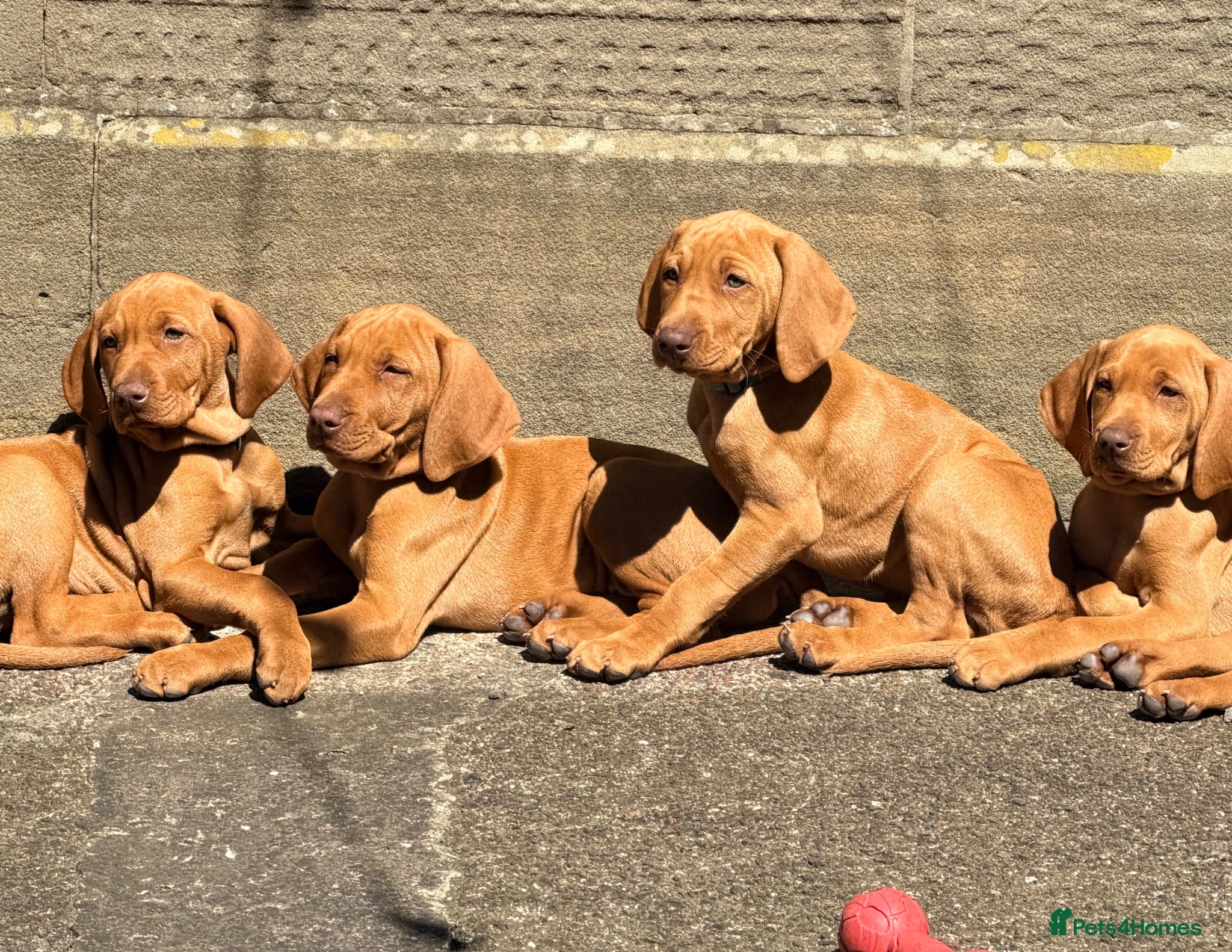 Hungarian Vizsla dogs AVAILABLE NOW: KC Reg. Vizsla Puppy - Advert 1