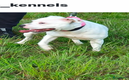 Staffordshire Bull Terrier dogs for sale: Nova  - Image 5