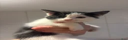 Domestic Shorthair cats for sale: Beautiful kittens for sale - Advert 9