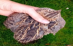 Quail poultry for sale: Laying Coturnix Quail – Confirmed Hens - Image 6