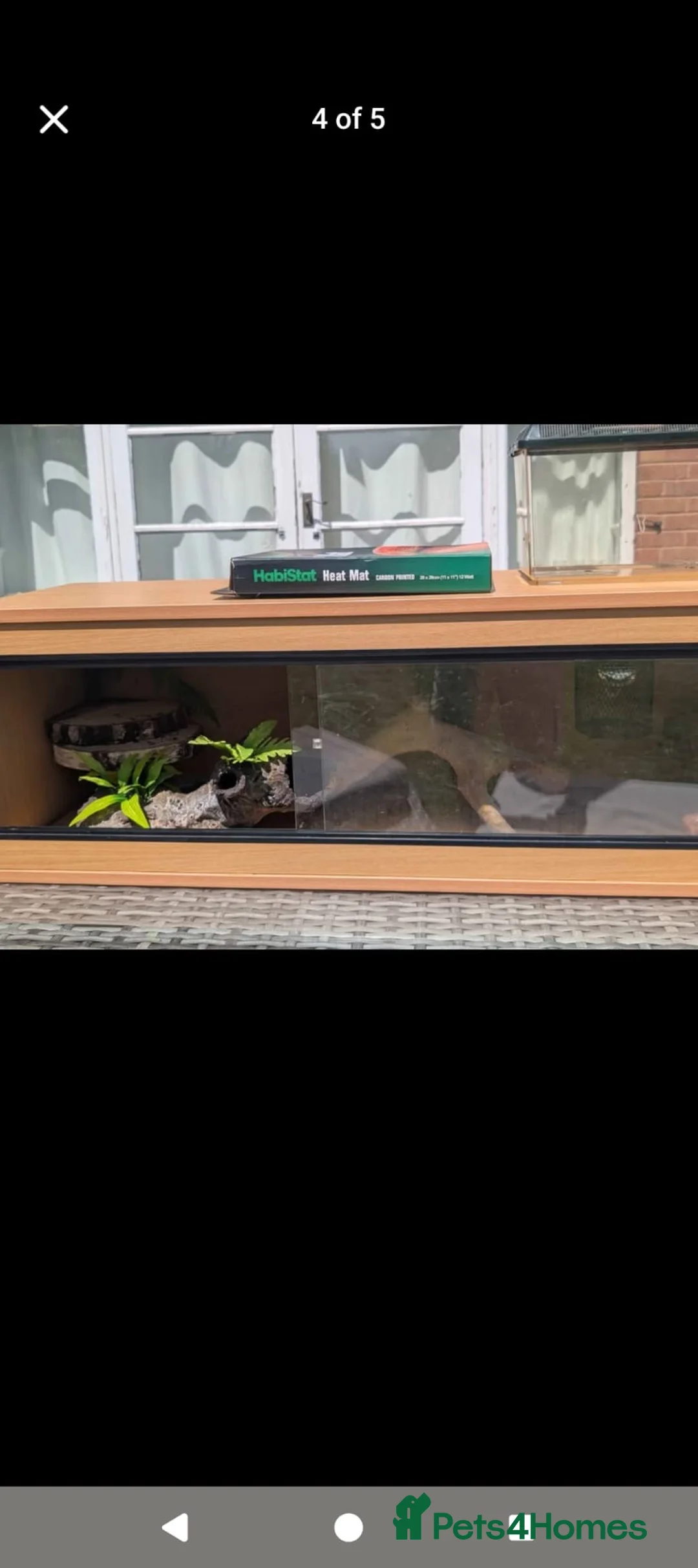 Python Snake reptiles for sale: A full reptile set up (collection only) in Solihull - Advert 2