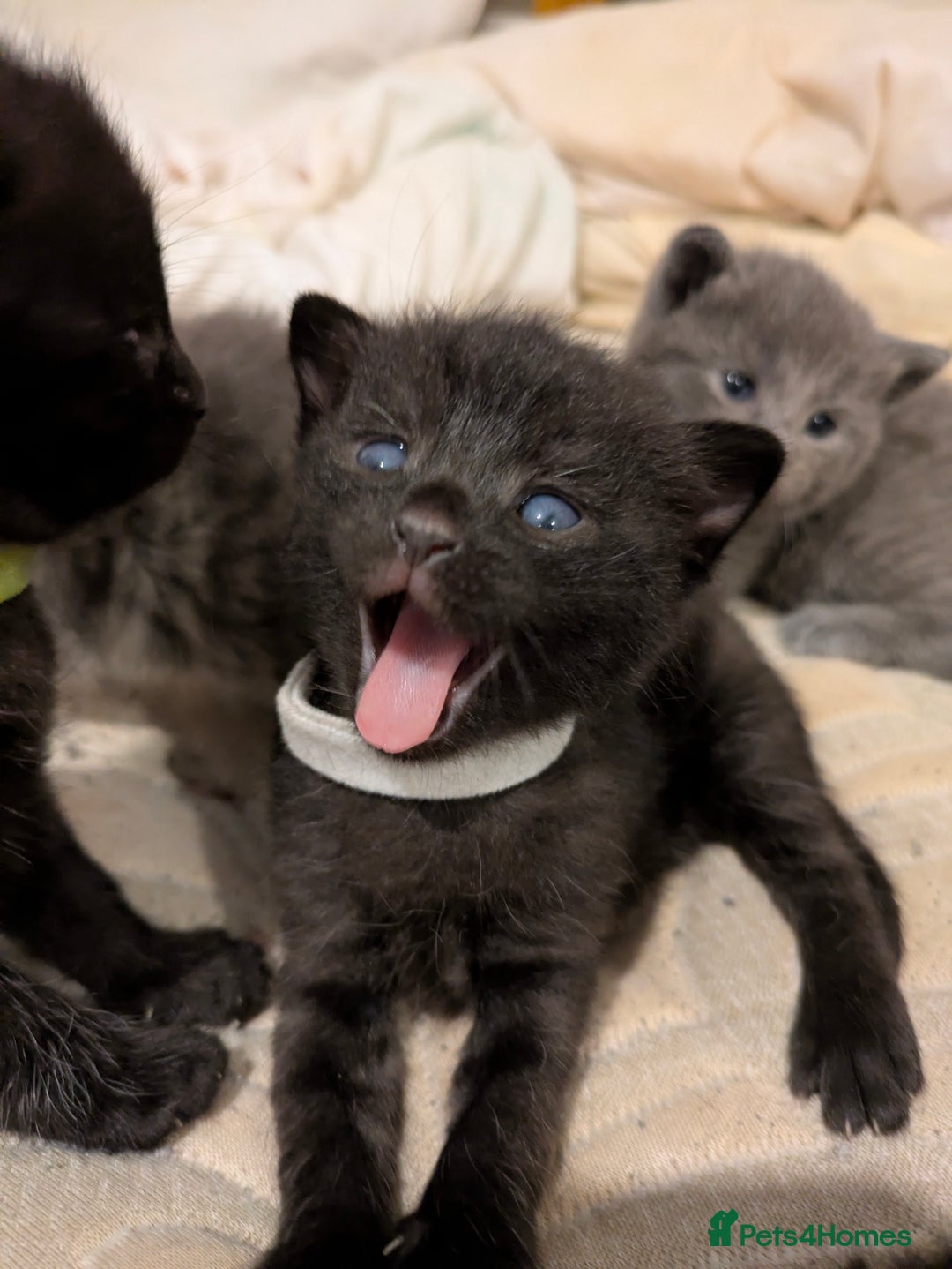 Mixed Breed cats for sale: Gorgeous kittens ready July 23rd - Image 21