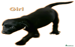 Borador dogs for sale: Black Collie X Labrador Ready to leave 26th Oct - Image 6