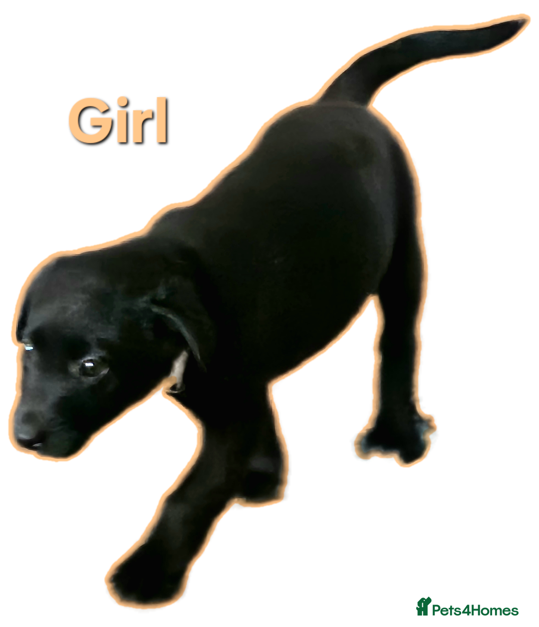 Borador dogs for sale: Black Collie X Labrador Ready to leave 26th Oct - Image 6