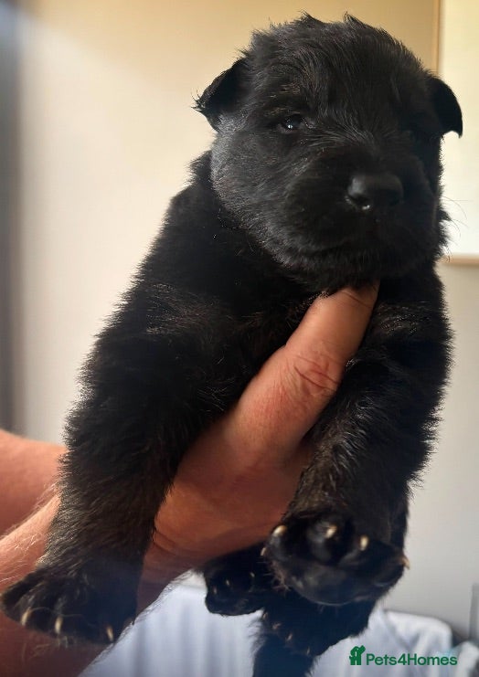 German Shepherd dogs KC German Shepherd puppies-Dad Rockforce Maverick - Advert 1