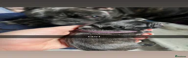 French Bulldog Puppy 7