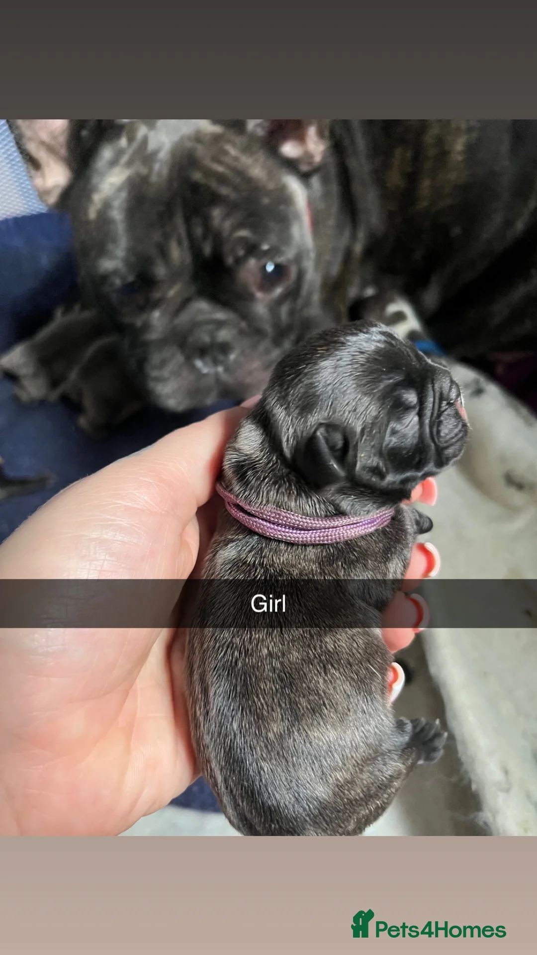 French Bulldog dogs for sale: French bulldog puppies  - Advert 2