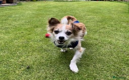 Mixed Breed dogs for adoption: Meet Koda 🐻 — the 5kg cuddle monster - Image 3