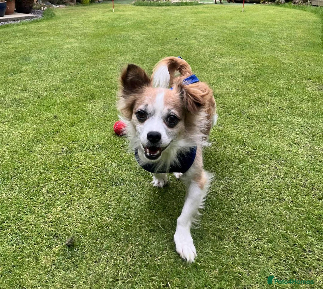Mixed Breed dogs for adoption: Meet Koda 🐻 — the 5kg cuddle monster - Image 3