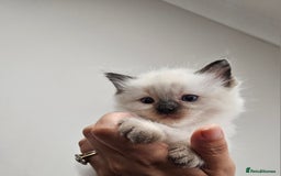 Ragdoll cats for sale: Seal, Sepia and Blue Ragdoll Kittens  - Image 4