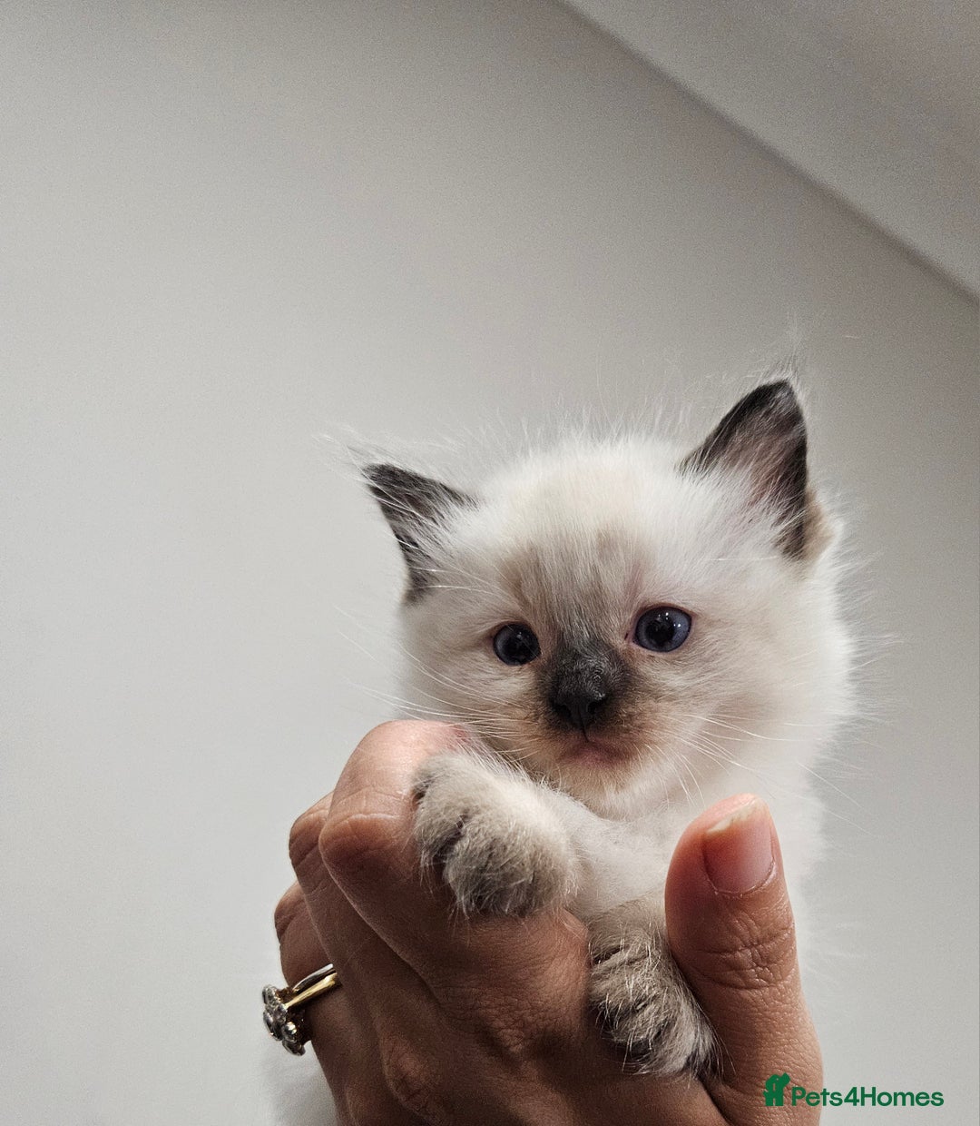 Ragdoll cats for sale: Seal, Sepia and Blue Ragdoll Kittens  - Image 4