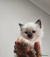 Ragdoll cats Sealpoint Ragdoll Kittens - Advert 1