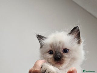 Ragdoll cats Sealpoint Ragdoll Kittens - Advert 1