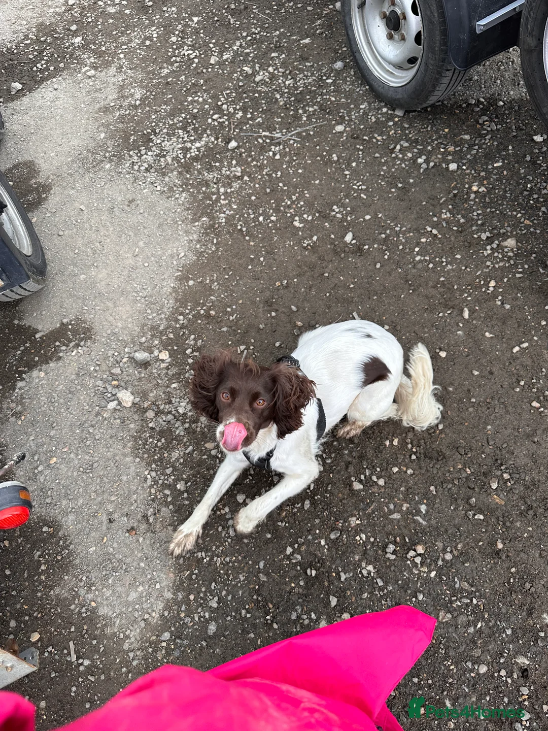 English Springer Spaniel dogs for sale: Springer spaniel 2 years old girl.  in Peterborough - Advert 2