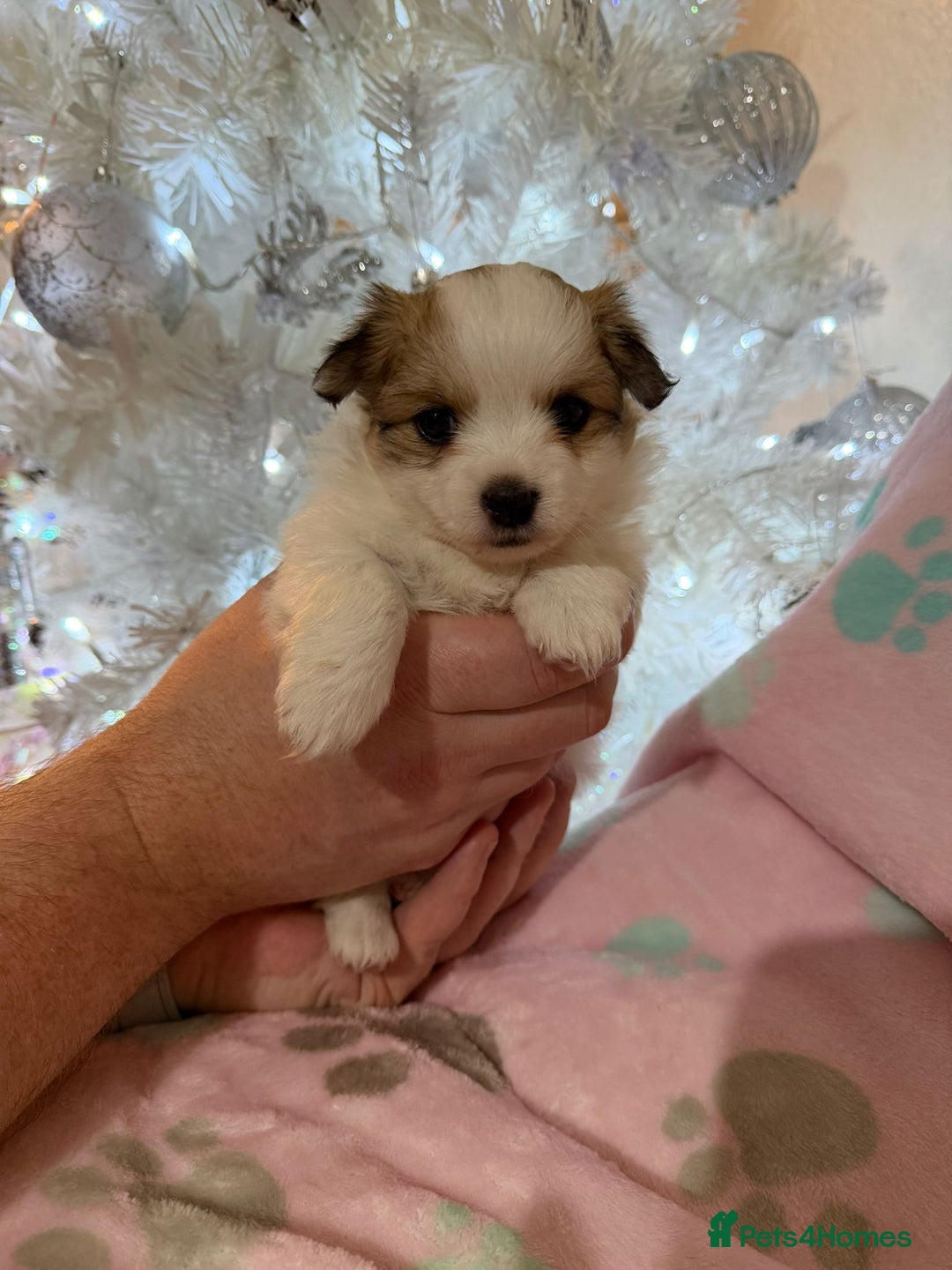 Pomchi dogs for sale: 🐻 Fluffy Rainbow Pomchis 🌈 - Advert 7