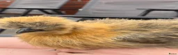 Chickens poultry for sale: 3 15 week old silkie chicks  in Walsall - Advert 7