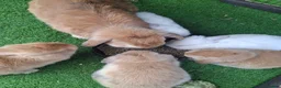 Mini Lop rabbits for sale: Beautiful Mini lops ❤️ - Advert 17