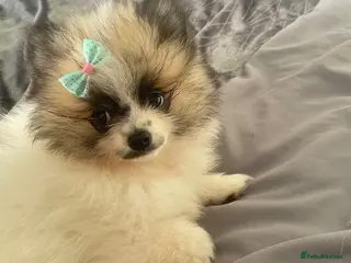 Pomeranian dogs 1 Girl left KC reg Beautiful Pomeranian girl - Advert 4