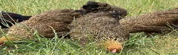 Chickens poultry for sale: Wyandotte POL - Advert 6