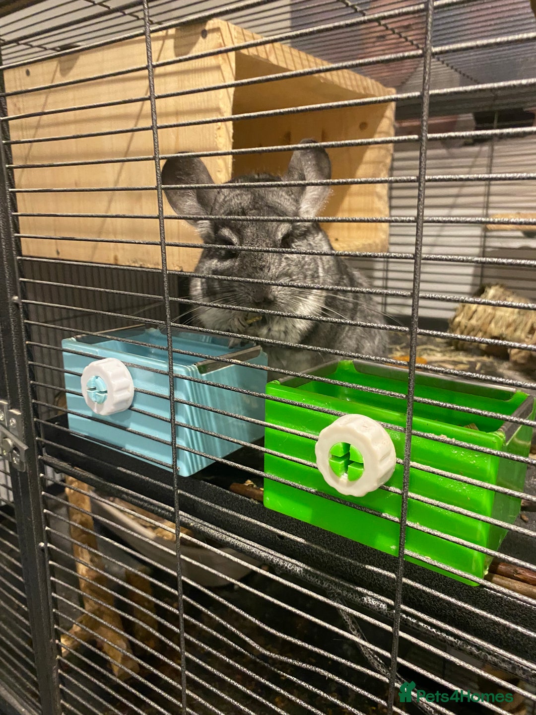 Chinchilla rodents for sale: Male Chinchilla - Advert 2