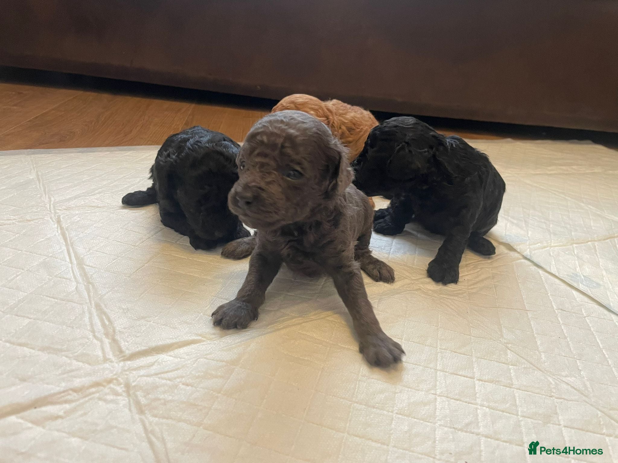 Toy Poodle dogs Beautiful litter of toy poodle pups 🐶 😍  - Advert 8