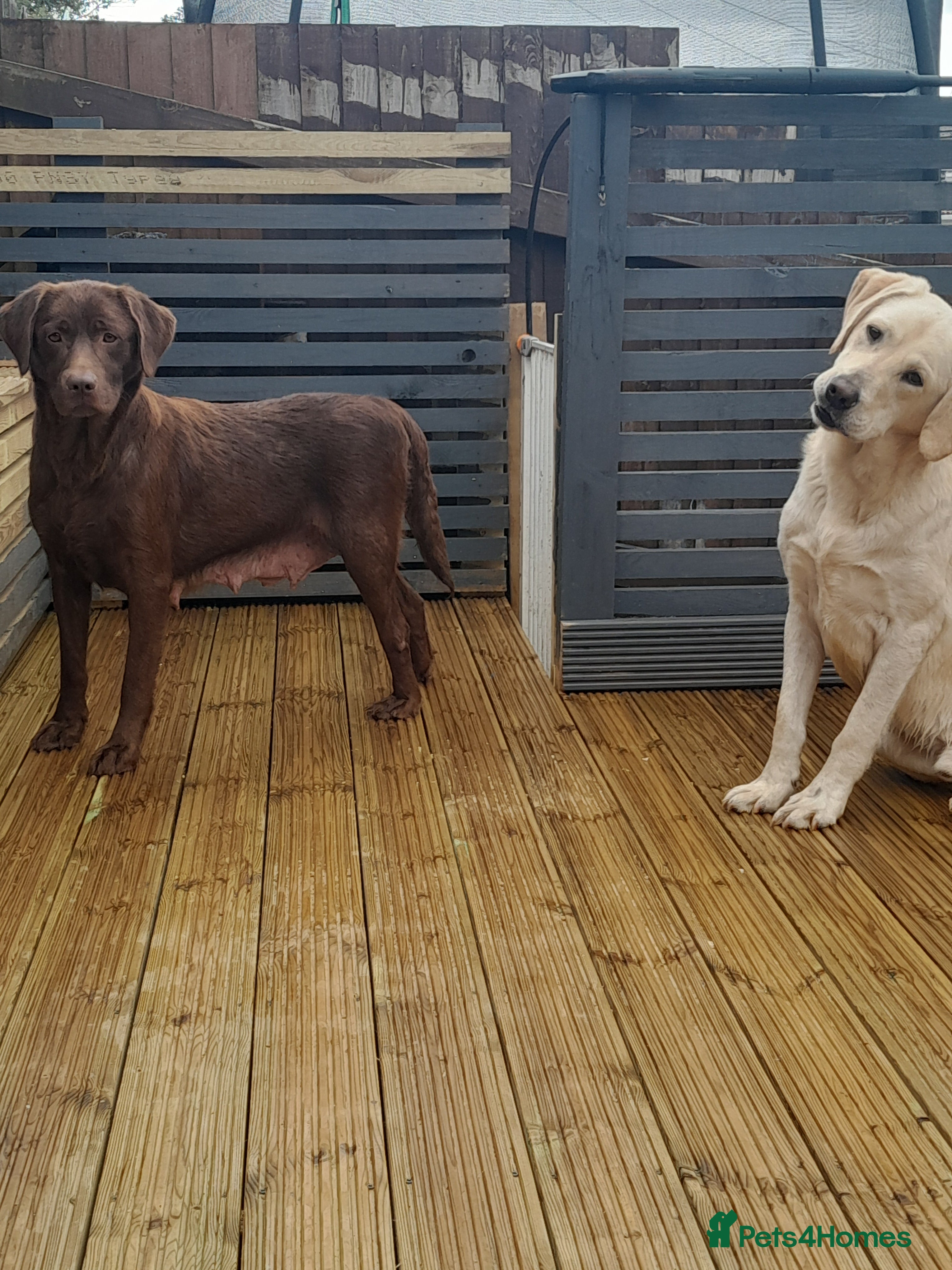 Labrador Retriever dogs Labrador Puppies Vet checked Ready to be rehomed - Advert 1