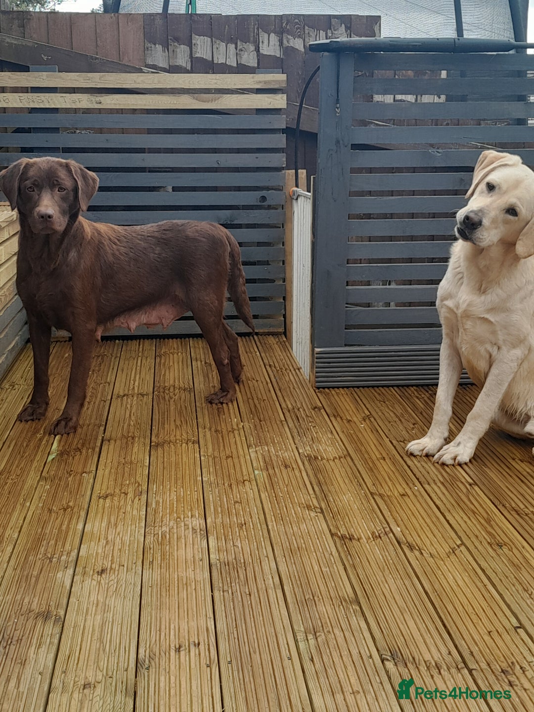 Labrador Retriever dogs for sale: Labrador Puppies Vet checked Ready to be rehomed - Advert 1