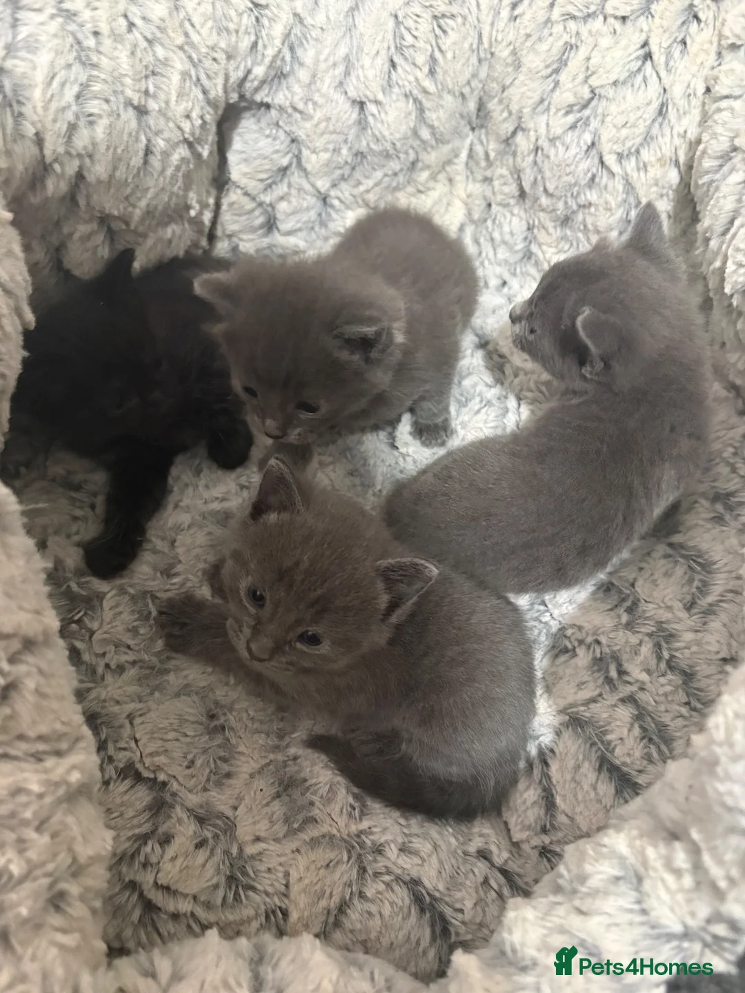 British Shorthair cats for sale: British shorthair  - Advert 2