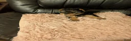 Chihuahua dogs for sale: Three small Yorkshire terriers for sale - Advert 31