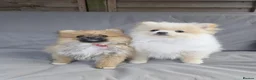 Pomeranian dogs for sale: Pomeranian Puppies - Advert 9