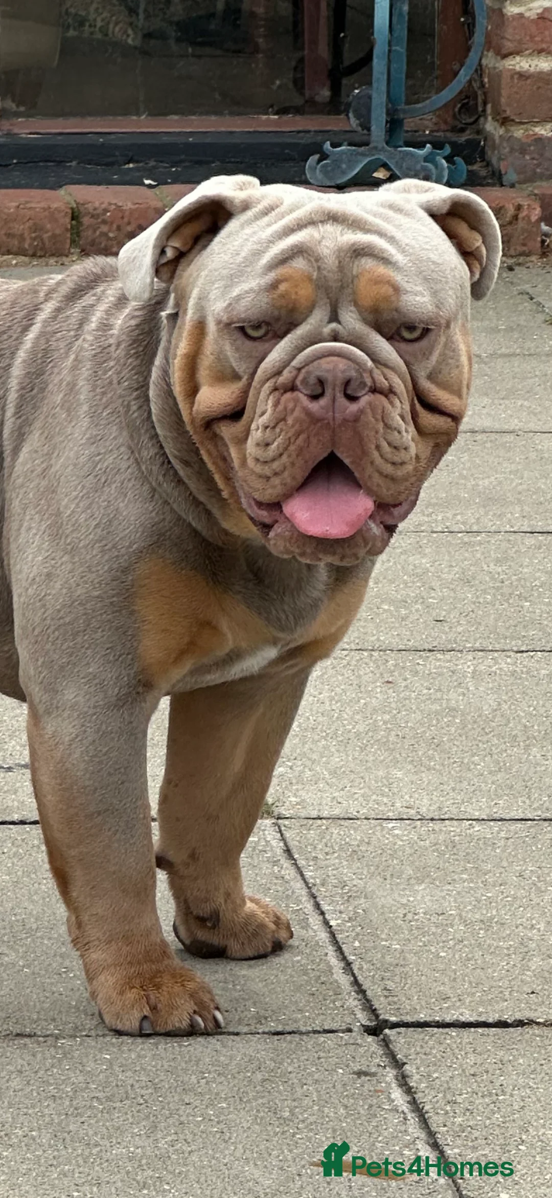 English Bulldog dogs for stud: English bulldog for stud  - Advert 4